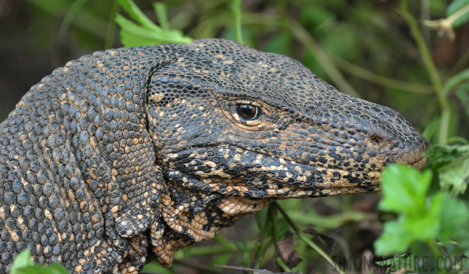 Varanus salvator salvator [550 mm, 1/250 Sek. bei f / 8.0, ISO 2500]